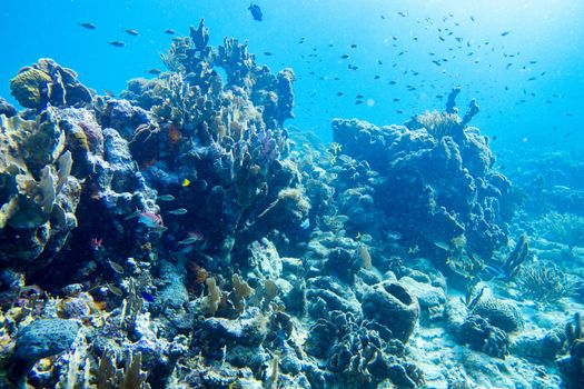 Hard coral, brain coral and soft coral all appears in this underwater landscape.