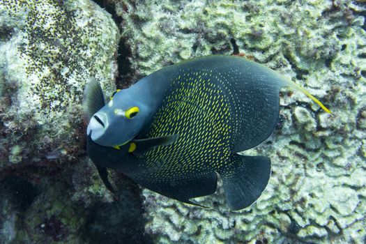 French angel fish looking straight at the camera. The French angelfish (Pomacanthus paru) is a large angelfish of the family Pomacanthidae, found in the western Atlantic from New York and the Bahamas to Brazil, and also the Gulf of Mexico and the Caribbean, including the Antilles, Roatan, and the eastern Atlantic from around Ascension Island and St. Paul's Rocks, at depths of between 2 and 100 m. Length is up to 41 cm.
The French angelfish is common in shallow reefs, occurs usually in pairs often near sea fans. It feeds on sponges, algae, bryozoans, zoantharians, gorgonians and tunicates. Juveniles tend cleaning stations where they service a broad range of clients, including jacks, snappers, morays, grunts, surgeonfishes, and wrasses. At the station the cleaner displays a fluttering swimming and when cleaning it touches the clients with its pelvic fins.