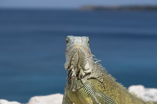 green Iguana chilling on rocks on a cliff in Curacao.