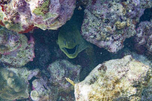 The green moray (Gymnothorax funebris) is a moray eel of the family Muraenidae, found in the western Atlantic from New Jersey, Bermuda, and the northern Gulf of Mexico to Brazil, at depths down to 40 m. Its length is up to 2.5 m.