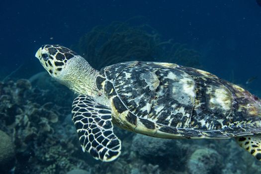 The hawksbill sea turtle (Eretmochelys imbricata) is a critically endangered sea turtle belonging to the family Cheloniidae.
E. imbricata is easily distinguished from other sea turtles by its sharp, curving beak with prominent tomium, and the saw-like appearance of its shell margins. Hawksbill shells slightly change colors, depending on water temperature. While this turtle lives part of its life in the open ocean, it spends more time in shallow lagoons and coral reefs.