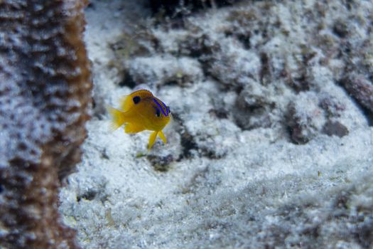 Stegastes diencaeus, is a damselfish from the Western Atlantic. It occasionally makes its way into the aquarium trade. It grows to a size of 12.5 cm in length. The Juvenile is beautiful blue and yellow colored and become totally gray once adult.