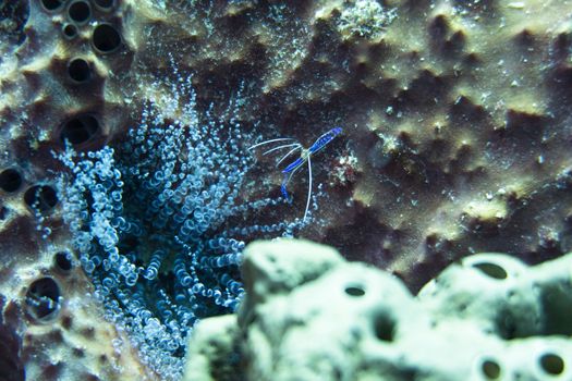 Ancylomenes pedersoni, sometimes known as Pederson's shrimp, is a species of cleaner shrimp. It is part of the genus Ancylomenes and was described in 1958 by Fenner A. Chace Jr. as Periclimenes pedersoni. Ancylomenes pedersoni is found in the Caribbean Sea, often associated with a sea anemone.