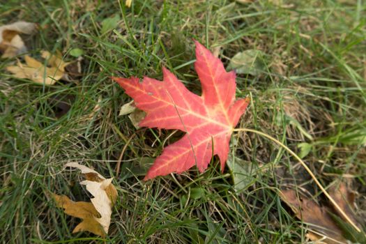 Red mapple leaf in fall in a Montreal parc, quebec