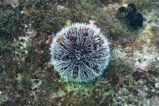 Tripneustes ventricosus, commonly called the West Indian sea egg or white sea urchin, is a species of sea urchin. It is common in the Caribbean Sea, the Bahamas and Florida and may be found at depths of less than 10 metres (33 ft).