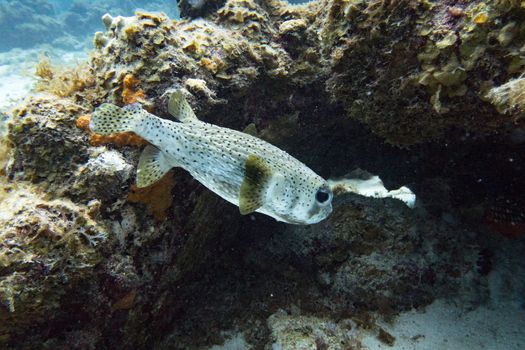 The spot-fin porcupinefish is a medium-sized fish which grows up to 91 cm. Its body is elongated with a spherical head with big round protruding eyes, a large mouth rarely closed.  The latter move simultaneously during swimming. The skin is smooth and firm, the scales are modified into spines. The body coloration is beige to sandy-yellow marbled with dark blotches and dotted with numerous small black spots.

In case of danger, the porcupinefish can inflate itself by swallowing water to deter the potential predator with its larger volume and it can raise its spines.