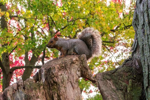 Gray brown squirrel sitting on a trunk in a parc during fall in Montreal, Quebec