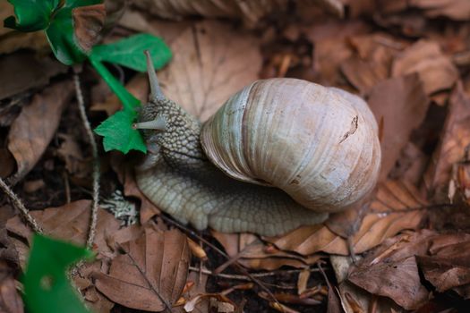 Grape snail gastropoda feeding up with green leaf grass in undergrowth forest close-up