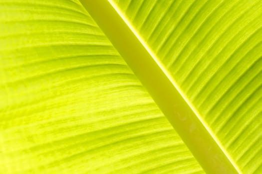 Banana leaf texture background of backlight fresh green.