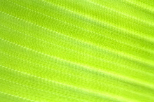 Banana leaf texture background of backlight fresh green .