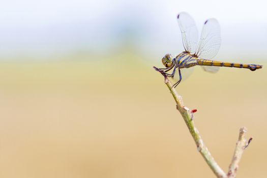 Dragonfly hanging on the dry branches on daylight