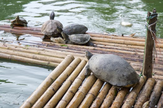 Many turtles are floating on floats.