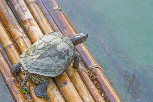 turtle is floating on floats.