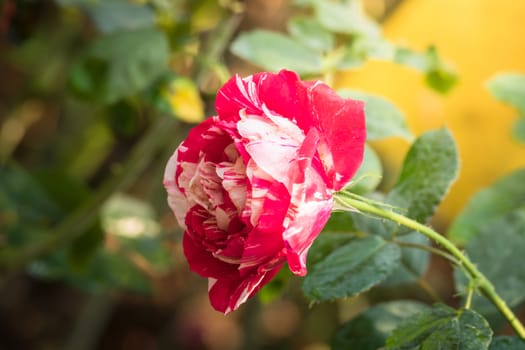 Roses in the garden, Roses are beautiful with a beautiful sunny day.