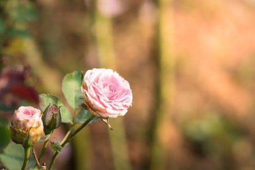 Roses in the garden, Roses are beautiful with a beautiful sunny day.