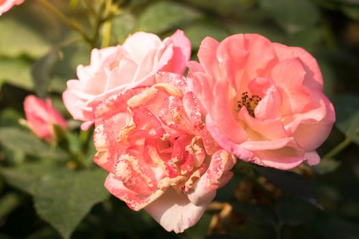 Roses in the garden, Roses are beautiful with a beautiful sunny day.