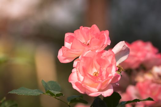 Roses in the garden, Roses are beautiful with a beautiful sunny day.