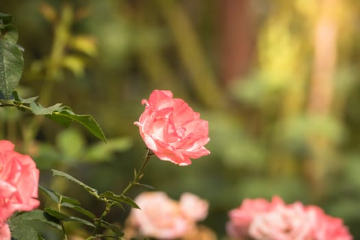 Roses in the garden, Roses are beautiful with a beautiful sunny day.