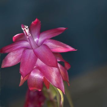 blooming the Christmas cactus, the plant with the Latin name Schlumbergera, clearly visible pistils and stamens of the flower