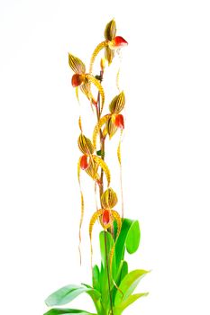 Orchid flower on white background, paphiopedilum.