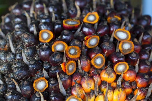 Background of Palm Oil Fruits on the floor at Thailand