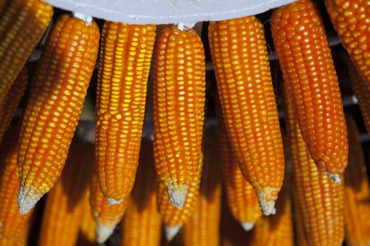 mature yellow cob of sweet corn on the field. Collect corn crop.