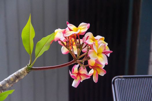 Frangipani flowers background blurred