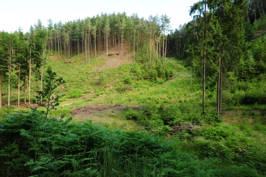 Summer landscape with forests, meadows rocks and sky