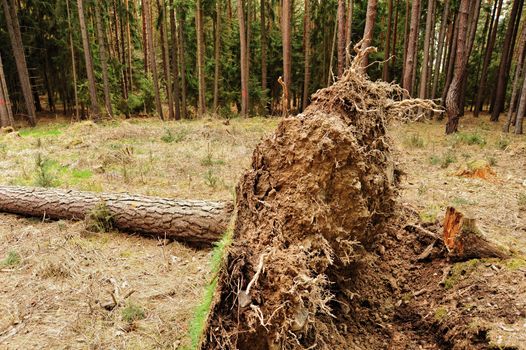 Uprooted tree in the forest after a big storm