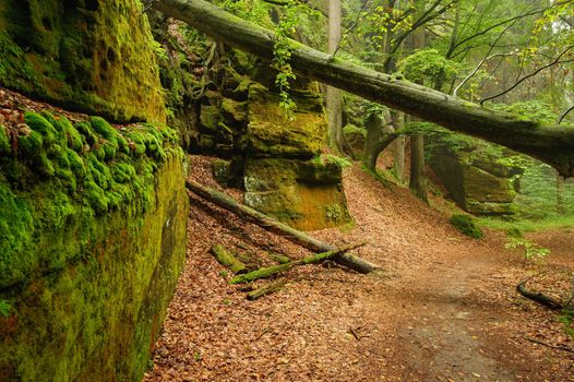 Rocks in the woods in the rain and mist