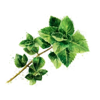 Mint, isolated hand-painted illustration on a white background