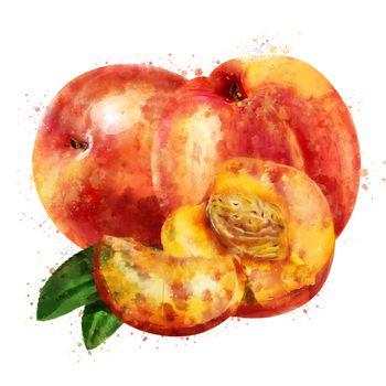 Peach, isolated hand-painted illustration on a white background