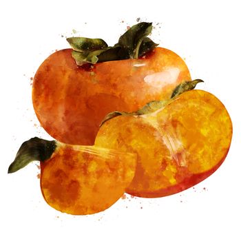 Persimmon, isolated hand-painted illustration on a white background