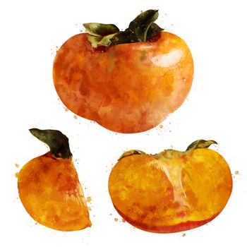 Persimmon, isolated hand-painted illustration on a white background