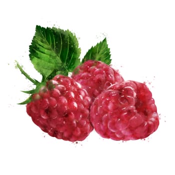 Raspberries, isolated hand-painted illustration on a white background