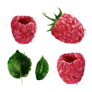 Raspberries, isolated hand-painted illustration on a white background