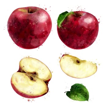 Red Apple, isolated hand-painted illustration on a white background