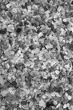 Muesli cereal with seeds, mixed fruit and nuts - as an abstract background texture - monochrome processing