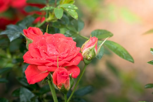 Roses in the garden, Roses are beautiful with a beautiful sunny day.