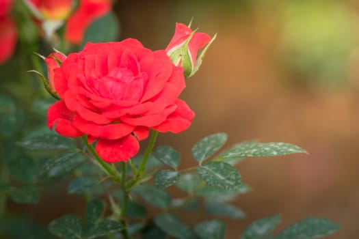 Roses in the garden, Roses are beautiful with a beautiful sunny day.