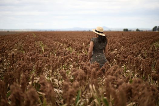 Field of Australian sorghum during the day time.