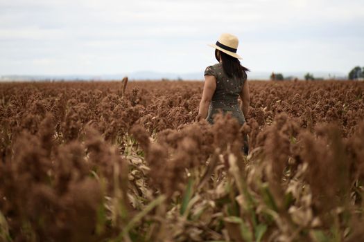 Field of Australian sorghum during the day time.