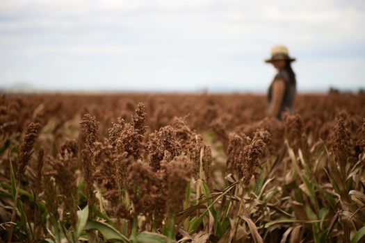 Field of Australian sorghum during the day time.