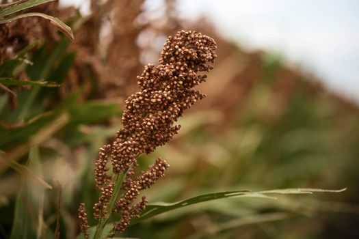 Field of Australian sorghum during the day time.