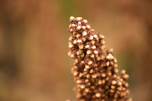 Field of Australian sorghum during the day time.