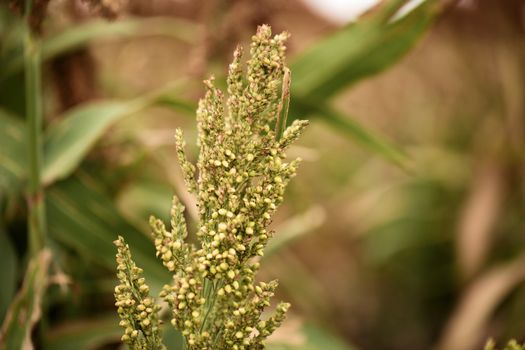 Field of Australian sorghum during the day time.