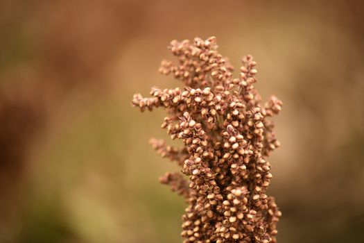 Field of Australian sorghum during the day time.