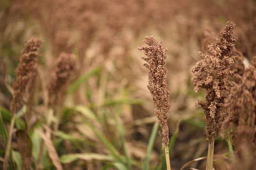 Field of Australian sorghum during the day time.