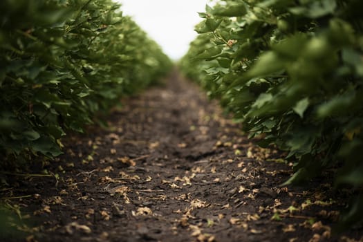 Field of cotton in the countryside ready for harvesting.