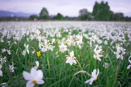 Close up of wild white narcissuses flowering on green spring meadow field in natural park